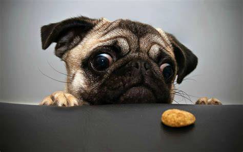 [47+] Free Pug Wallpapers for Desktop on WallpaperSafari