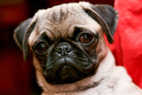 pugs and small breeds
