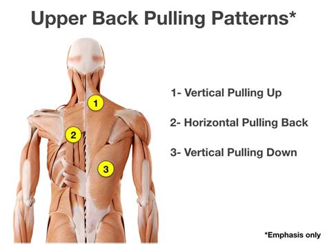 Pulled Upper Back Muscle Exercises