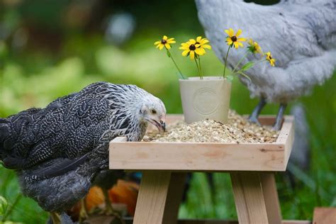 Pullets Eating Layer Feed