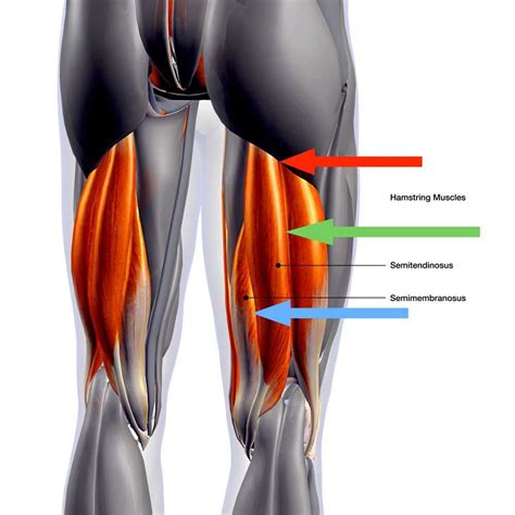Pulling A Hamstring Muscle