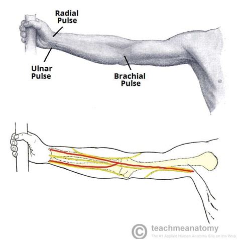 Pulse Different In Each Arm
