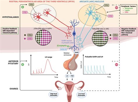Pulse Frequency Hormones