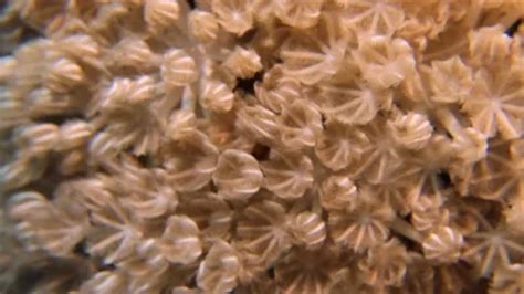 Unlocking Secrets of Pulsing Xenia Phenomena