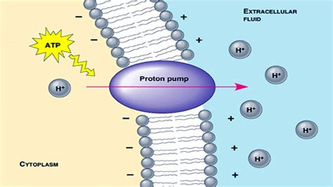 Pump Cell Biology