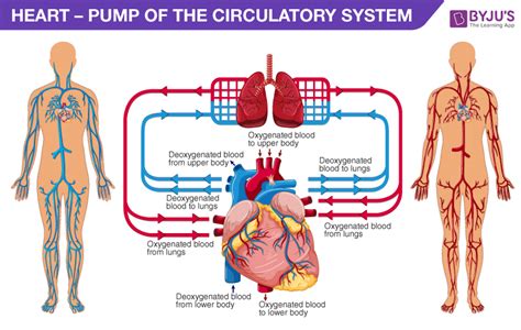 Pump Heart Function