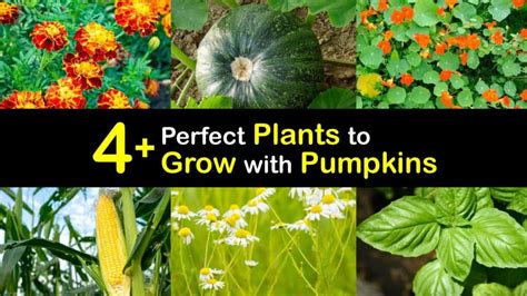 Pumpkin Companion Plants: Enhancing Growth And Harvest