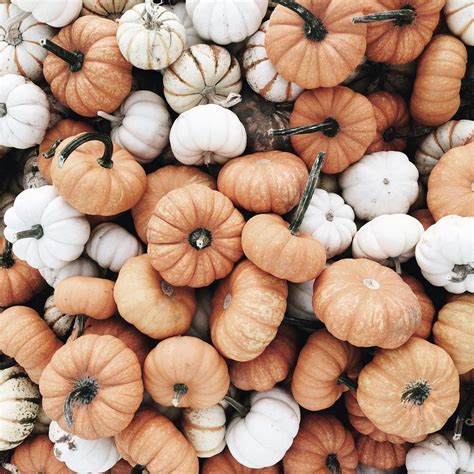 Pumpkin Perfection: Embracing the Warm and Cozy Aesthetic of Autumn's Favorite Gourd