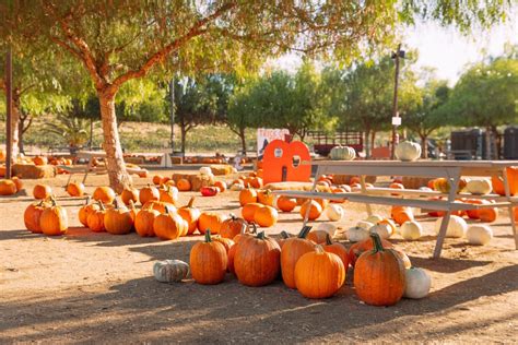 Pumpkin Farm Patch