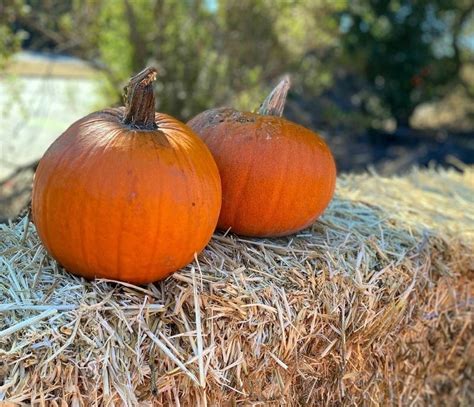 pumpkin patch columbia md