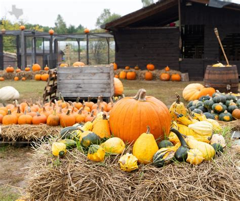Pumpkin Patch In Plano Texas