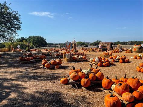 pumpkin patch in texas