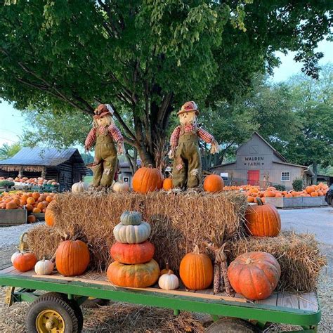 Pumpkin Patch Near Me Free