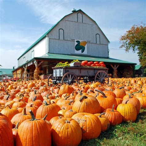 pumpkin patches near marysville ohio