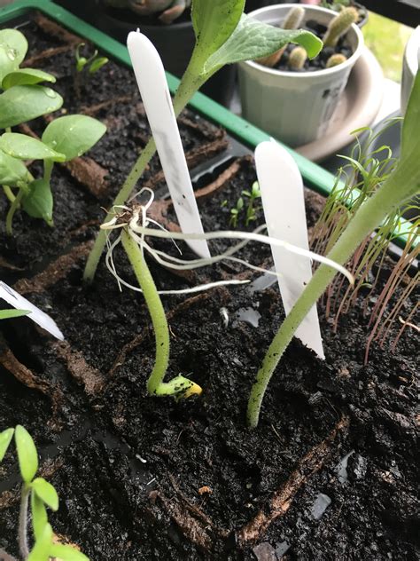Pumpkin Seed Growing Upside Down