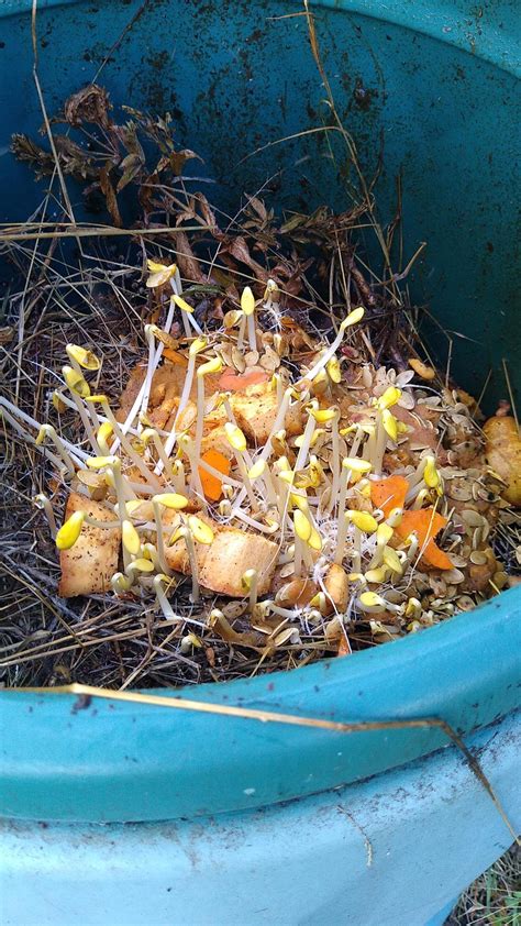 Pumpkin Seeds In Compost