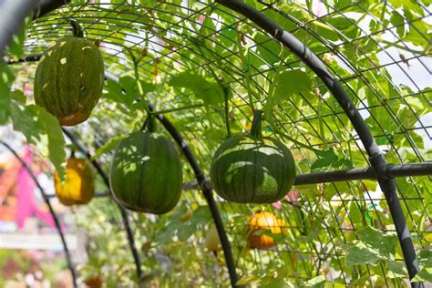 pumpkins growing on a trellis