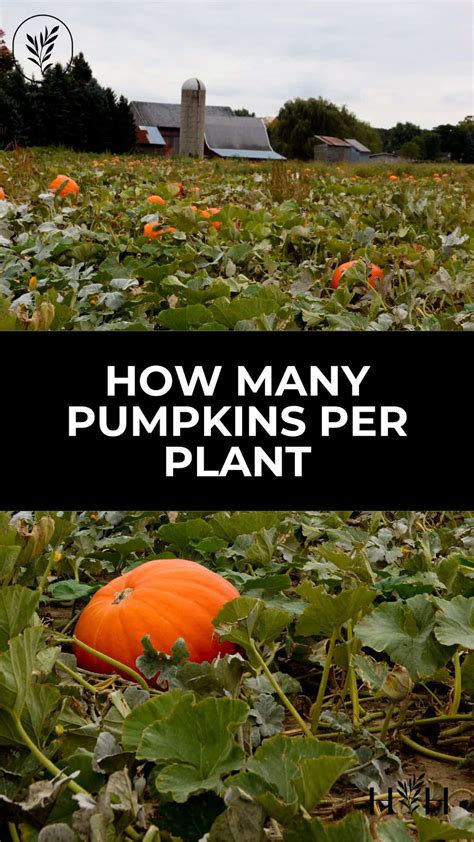 How to Grow a Pumpkin Plant in Your Garden This Fall Food & Recipe