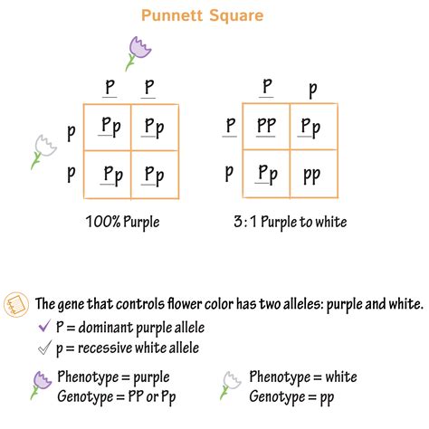 punnett square a and b