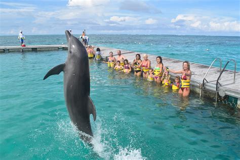 punta cana dolphin swim adventure