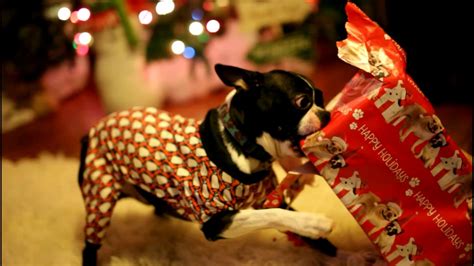 Puppy Scammers Are Out To Ruin Christmas Giving A Puppy As A Gift The
