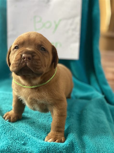 Puppies For Sale In Aurora Illinois