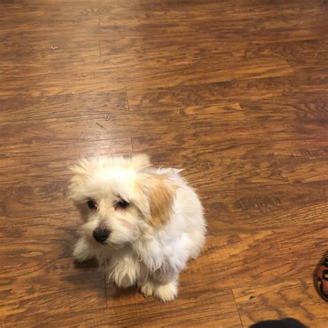 puppies for sale in austin texas area