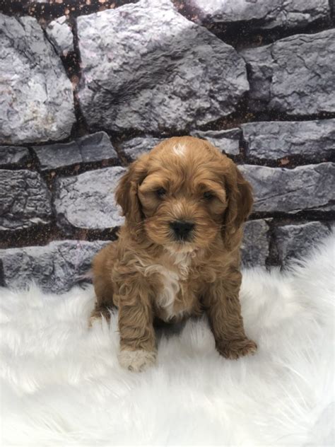 puppies for sale in cleveland ohio
