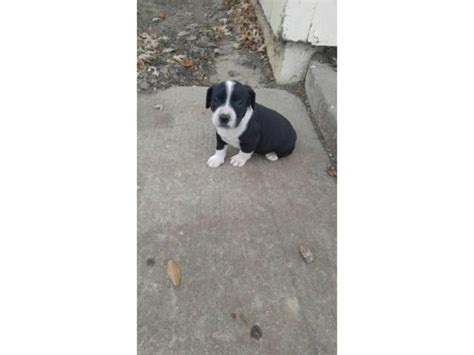 puppies for sale in kokomo indiana