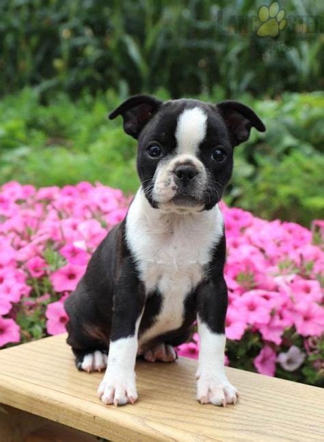 puppies for sale in lancaster pa