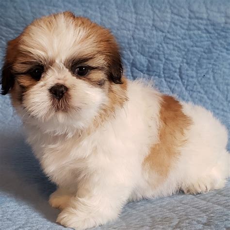 puppies for sale in mi