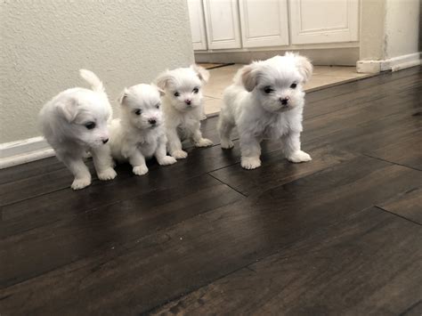 puppies for sale lancaster ca