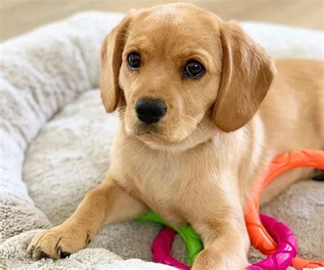 Puppies For Sale In Melbourne: Finding The Perfect Pet For Your Home