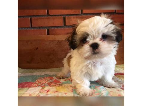 puppies for sale rhode island