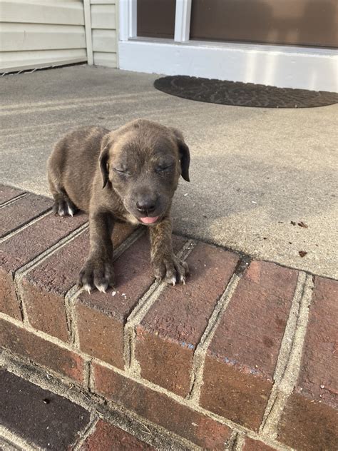 puppies for sale richmond va