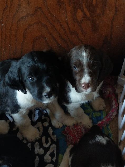 puppies for sale underwood