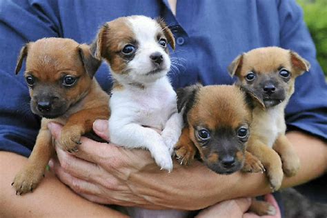 puppies to adopt near me rspca