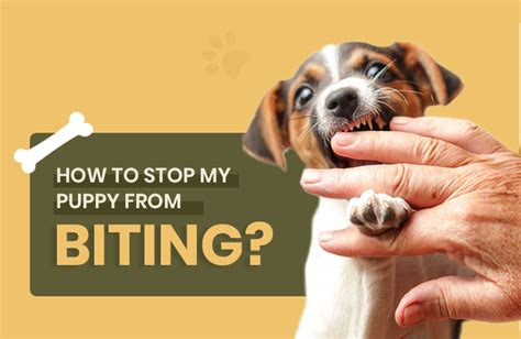 Puppy Biting Training Classes