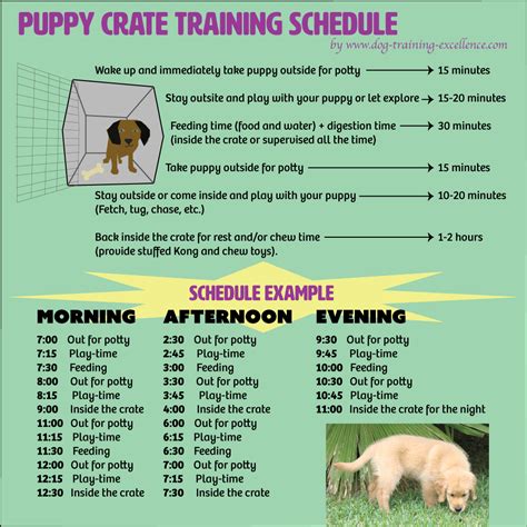 Puppy Crate Training Schedule Example