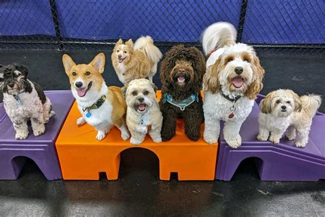 puppy day care and training near me prices