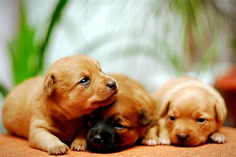 Raise a Puppy for Southeastern Guide Dogs