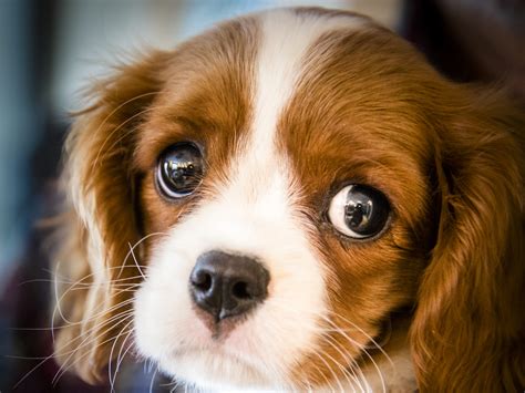 The Truth About 'Puppy Eyes' And Why They're So Cute