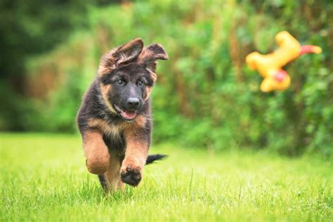 puppy gsd