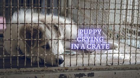 Puppy Keeps Crying In The Crate