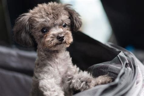 Puppy Keeps Using Bathroom In Crate