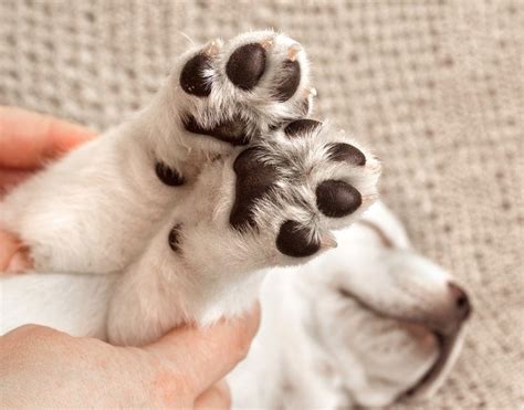 Puppy Paws