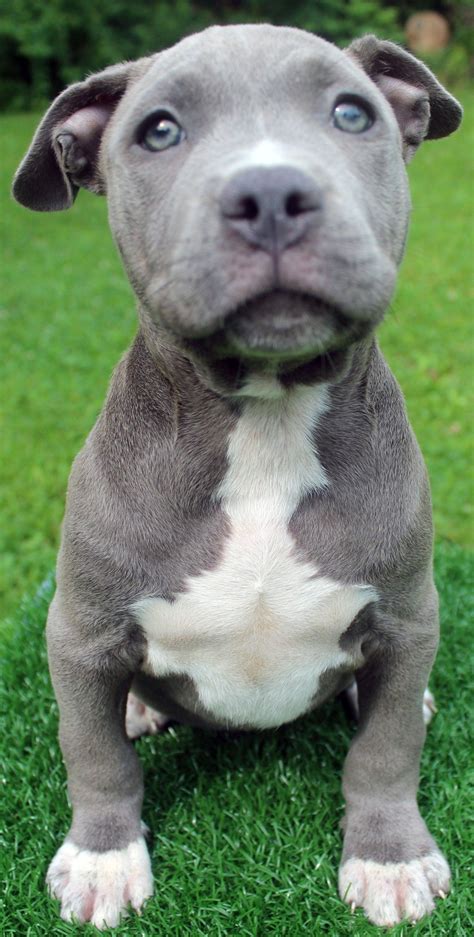 puppy pitbull blue nose