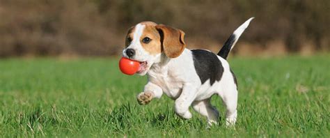 Puppy Playtime: Tips On How To Make The Most Of Your Furry Friend’s Fun