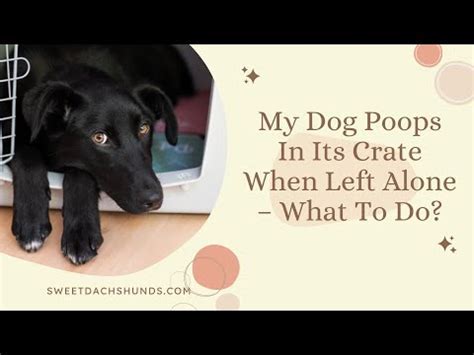 puppy poops in crate when left alone