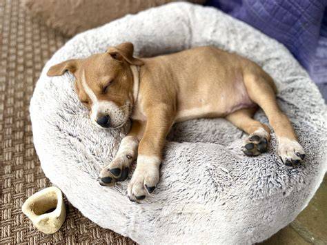 Puppy sleeping in a dog bed